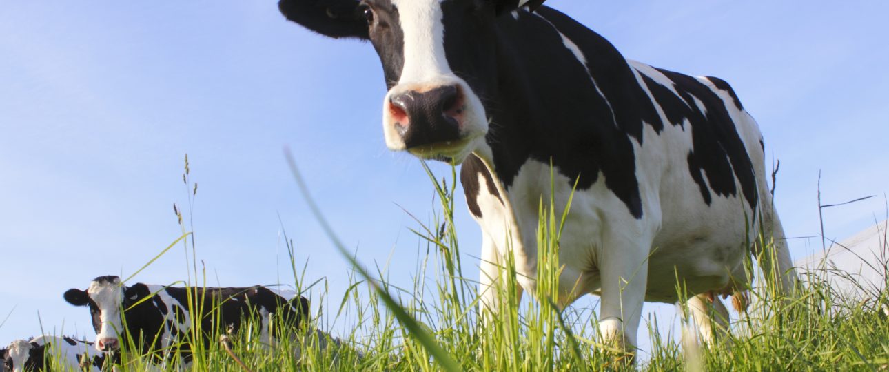 Mastite por Staphylococcus em novilhas, como prevenir?