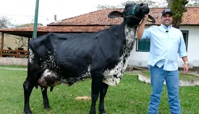 Vaca Recordista em produção de Leite utiliza produtos J.A