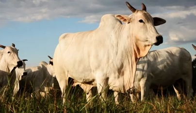 Febre Aftosa: pecuaristas se deslocaram da zona rural para comprar vacina