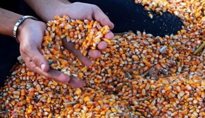 Preço do milho já subiu 6% em março; tendência é de firmeza no mercado