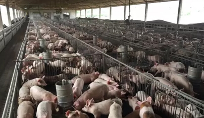 Abate de suínos bate novo recorde em 2019