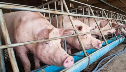 Exportações de carne suína continuam firmes