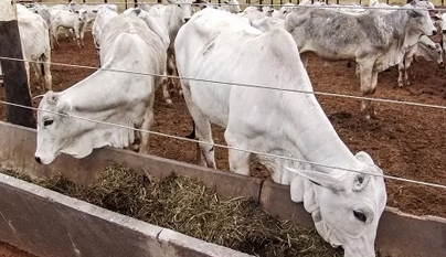 Pecuarista põe boi pra comer capim e espera negociar lotes mais pesados