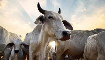 “Boi-China” sustenta preços da arroba nesta semana