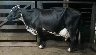 Vaca Girolando atinge 100 mil quilos de produção leiteira em oito lactações
