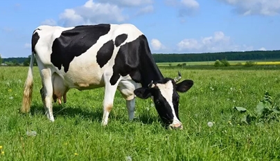 IILB projeta melhoria no desempenho das fazendas leiteiras em 2020