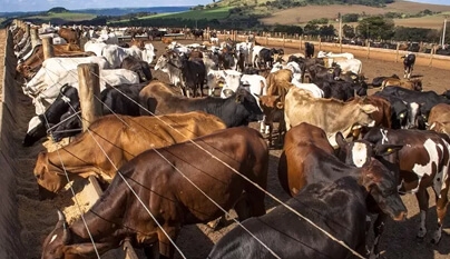 China compra US$ 1 bilhão em carne bovina, desde janeiro.