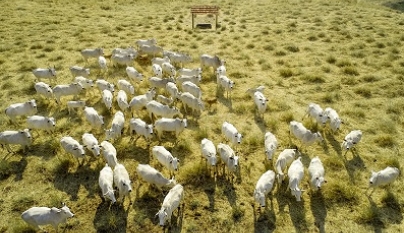 Boi no Campo