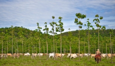 Pecuaria Sustentavel