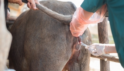 Inseminacao