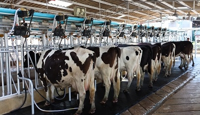 Resfriar vacas melhora bem-estar animal e sustentabilidade na produção