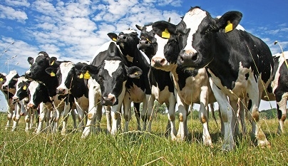 Micotoxinas em vacas leiteiras: seus efeitos e aditivos inativadores