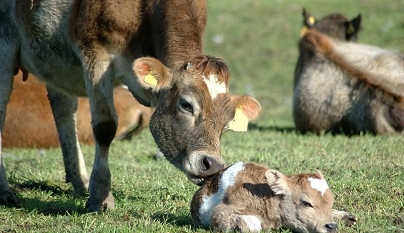 Uso de inseminação artificial cresce e atinge 19,4% do rebanho de bovinos do país