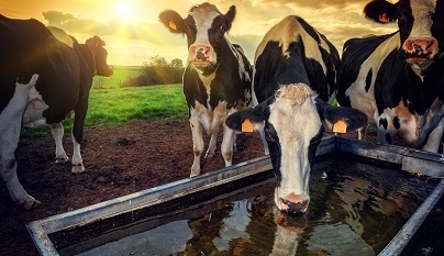 Importância da ingestão de água para vacas leiteiras