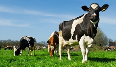 Suplementar vacas recém paridas com gordura é uma boa ideia?