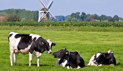 Foco na instalação: Otimizando o comportamento de descanso das vacas