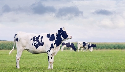 Avaliação morfológica de vacas leiteiras