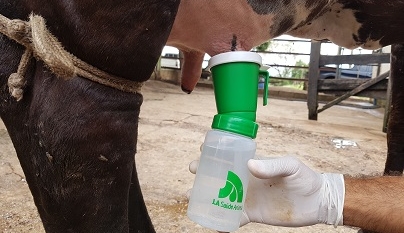 Pré e pós-dipping: importância e cuidados
