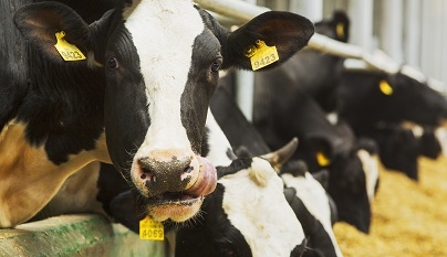 Nutrição pode aumentar a gordura e proteína do leite das vacas