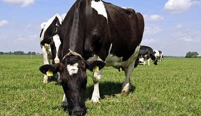  Leucose Enzoótica Bovina
