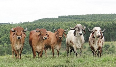 Vaca Gir: história, características e produção