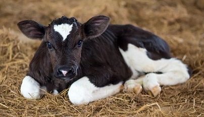 Refratometro de Brix e sólidos totais da dieta líquida