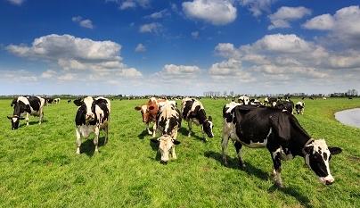 Pirâmide de prioridades em sistemas de produção à base de pasto