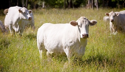 Resistência bovina ao carrapato é foco de união entre países