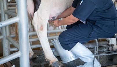 Estafilococos não-aureus: contaminação ou infecção intramamária?