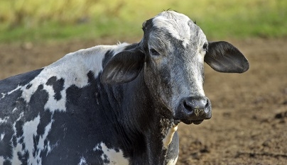Higiene perineal no parto e doença uterina em vaca leiteira mestiça