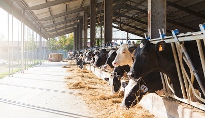 Trocas de dietas para gado de leite: atenção no processo!