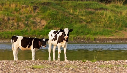 Como avaliar o impacto da escassez hídrica na pecuária?