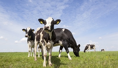 O que preciso saber na hora de comprar novas vacas?