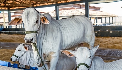 Cresce a exportação de carne bovina para os Emirados Árabes