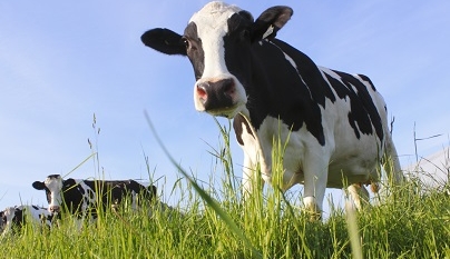Cetose em vacas leiteiras: e agora?
