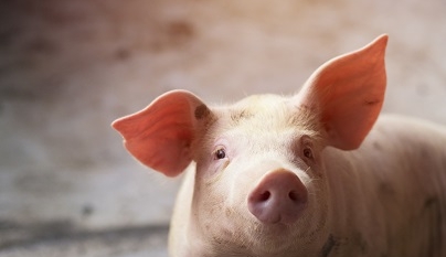 Carne suína: exportação de in natura e processados bate recorde em setembro
