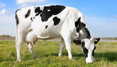 Quatro maneiras de tornar uma vaca infértil