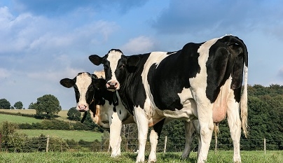 Gestão do bem-estar animal no período de transição