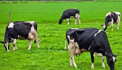 Contaminação ambiental de Strep. uberis e implicações para a saúde do úbere