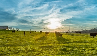 Agropecuária criou 9 mil empregos em setembro
