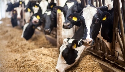 Efeitos das micotoxinas em alimentos para vacas leiteiras