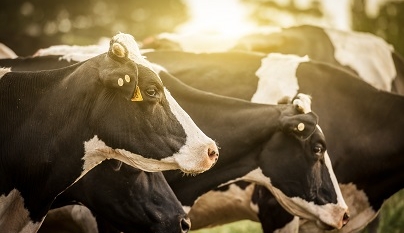 É necessário mais de um verão para resfriar as vacas adequadamente