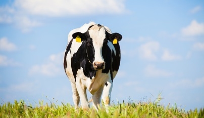 Curva de lactação de vacas leiteiras: entendendo o conceito