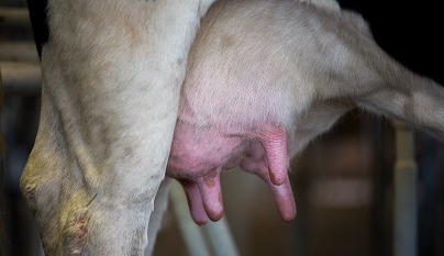 O maior problema da pecuária leiteira: mastite