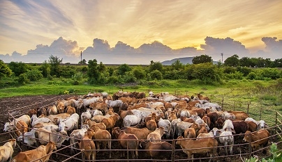 Sem China, Estados Unidos se tornam o maior destino da carne bovina brasileira