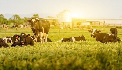 Impacto da privação de repouso e do sono em vacas leiteiras