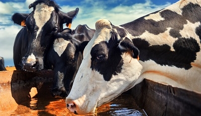 Qualidade da água interfere na produção do leite