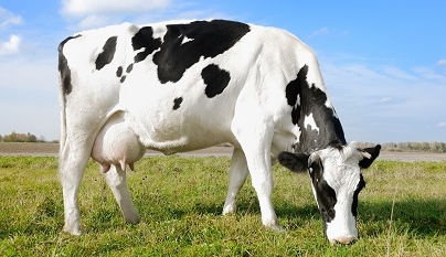 Mastite clínica reduz o desempenho reprodutivo de vacas leiteiras 