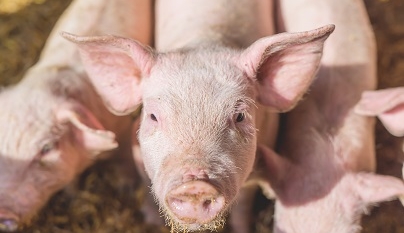 Exportações de carne suína somam 1,13 milhão de toneladas