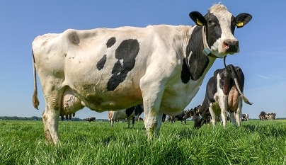 Curva de lactação de vacas leiteiras: 3 Pontos-chave na alimentação!